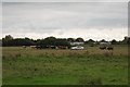 Cows & car in field at Pevensey Bay, East Sussex