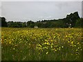 Hay Meadow in Braunstone Park