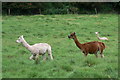 Tymparon Alpacas