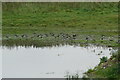 Lapwings at Pond