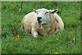 A Contented Sheep