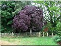 Public footpath