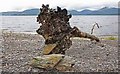 Dead tree, Milarrochy Bay, Loch Lomond