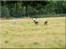 SU9622 : Petworth Deer Park by Pam Goodey