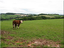 SO5657 : Curious cow by Peter Whatley