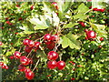 Haws by the Icknield Way