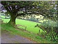 Field in Cwm Ffynnon-wen, East Cilrhedyn