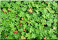 Geranium leaves by roadside property