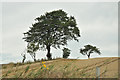 Tree and field near Balintraid