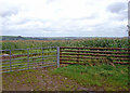 Maize field near Pantyrheddwch, Clydau