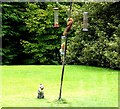 Red squirrel on bird-feeder