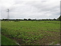 Muddy field with pylons