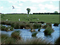 Black Headed Gulls Nesting