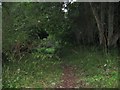 Footpath Through Woodland