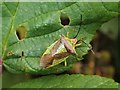 NS3677 : Hawthorn Shield Bug by Lairich Rig
