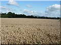 Wheatfield near Melin-Y-wern