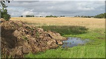 NT1168 : Wheat field, Linburn by Richard Webb