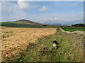 SH9048 : Barley field by Jonathan Wilkins