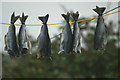 HP5901 : Dried fish, Uyeasound by Mike Pennington