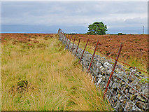 NN8712 : Drystane dyke and fence by Dr Richard Murray