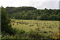 The Flood Plain of the River Camel