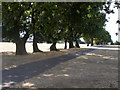 Old Oak field boundary and bank in Blenheim Park