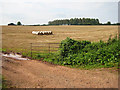 Harvest in near Peterstow