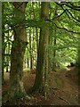 Forest path near Mile End