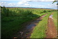 Maize crop, Wellington Heath