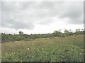 Wetland and woodland near the junction with the B 5111