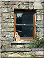 Window (with cat), Casnewydd Bach/Little Newcastle