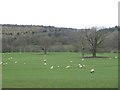 Ewes and lambs, Yew Tree House