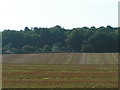 Fields near Killerton and Danes Wood