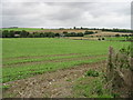 View of Newbarn from the Elham Valley Way