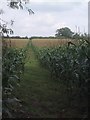 Footpath through the Maize