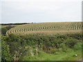 Field of maize at Trelew Farm