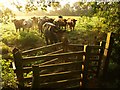 SO7244 : Bullocks near Old Country Wood by Derek Harper