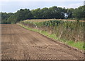 Field rising towards Middle Wood