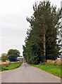 Line of trees approaching Mill of Saphock farm