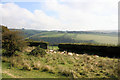 Sheep grazing on Withypool Hill