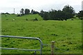 M0586 : Pasture at Ballaunmeneen by Graham Horn
