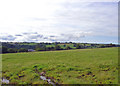 Meadow near Parc-y-bedw, Trelech