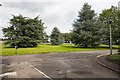 Conifers beside Hursley Park Road, IBM Hursley Laboratory