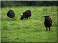 Black Welsh Mountain Sheep, Stoke Farthing