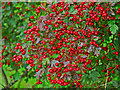 Hawthorn Berries