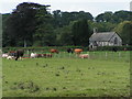 Nether Exe church and cows