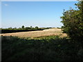 Long, thin field between byway and A11