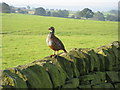 SK2766 : Dry Stone Wall with a Red-Legged Partridge by Alan Heardman