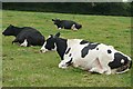 Cattle on the footpath