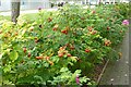 Rose hips at Grove Technology Park